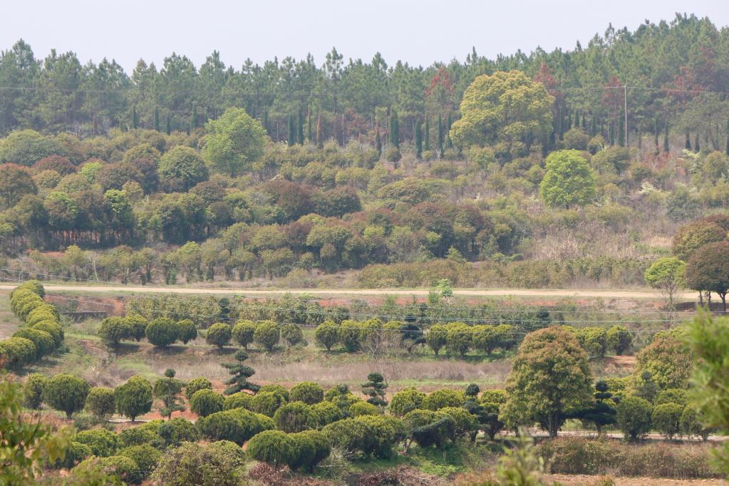 “种风景”的新农人｜“园林艺师”：卖苗又卖景gogo体育(图1)