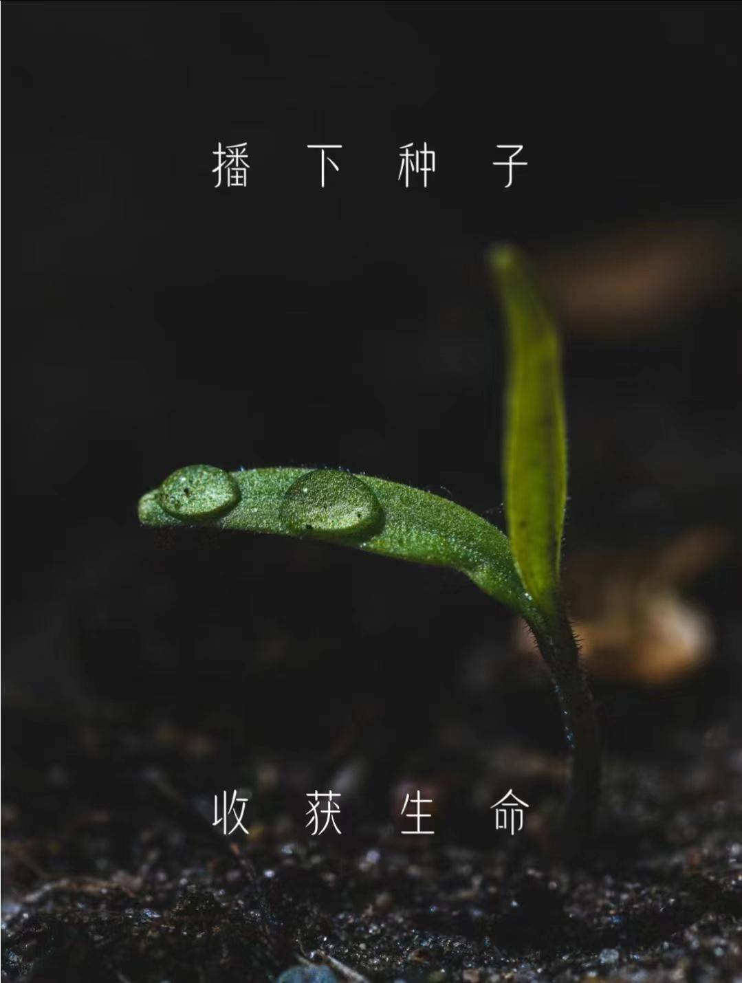 植树节gogo体育【手植绿意春意盎然】(图1)