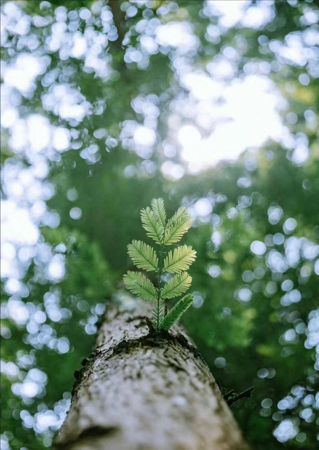 植树节gogo体育【手植绿意春意盎然】(图2)