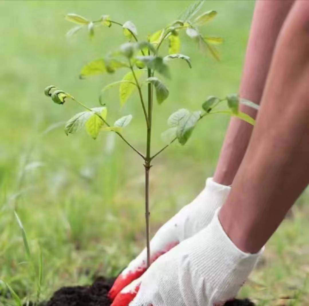 植树节gogo体育【手植绿意春意盎然】(图4)