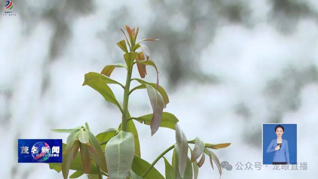 gogo体育绿化变绿美！茂名干群合力植树超32万株(图2)