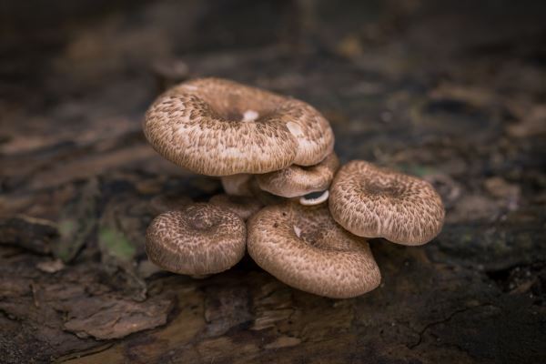 gogo体育植树绿化要(植树造林实施方案)(图2)